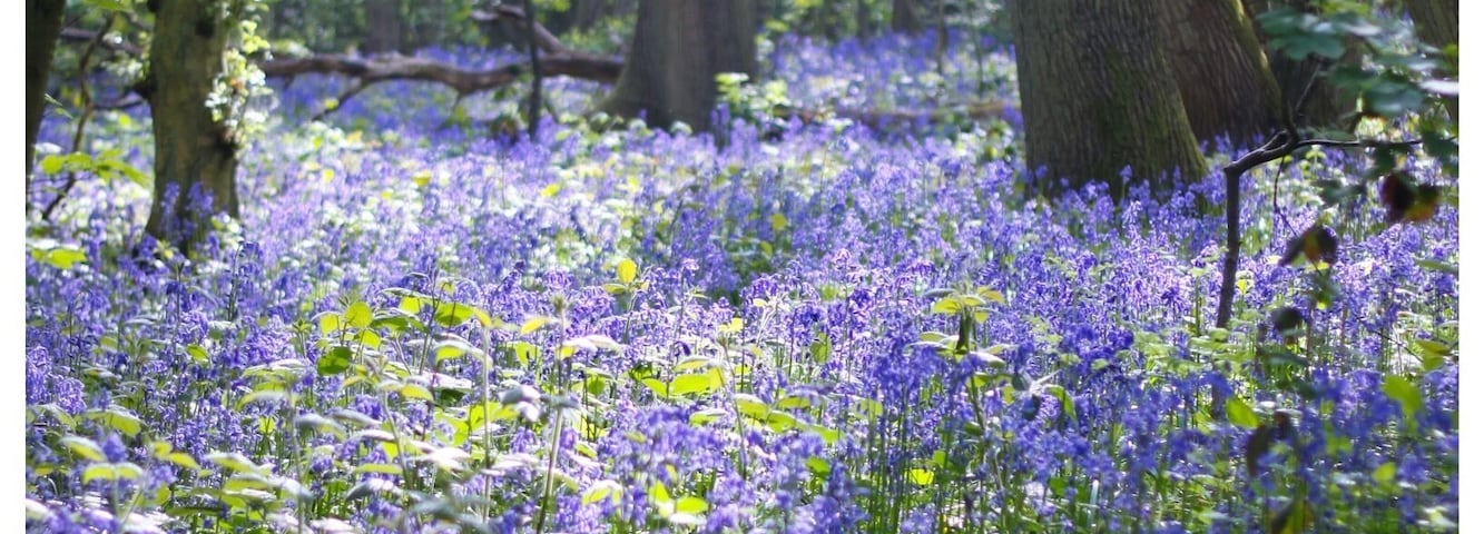 Best place in May for blue bells