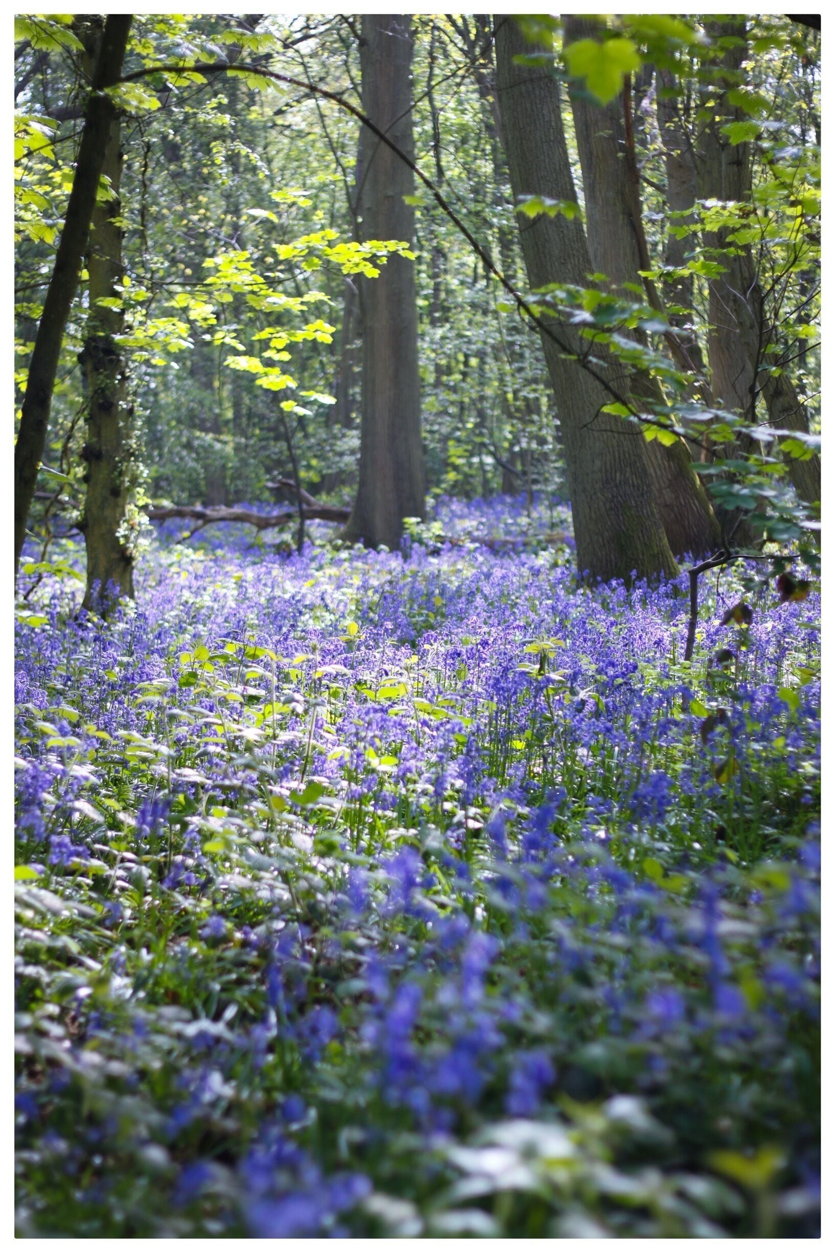 A forest with a carpet of blue flowers and tall trees.