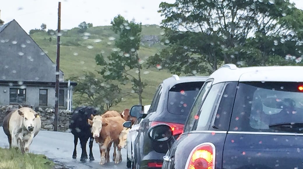 Traffic jam on the Isle of Skye.