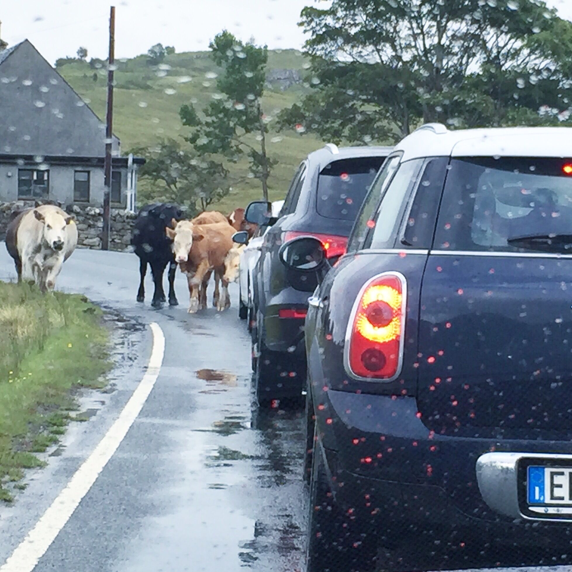 A rural road with a line of cows walking alongside parked cars.