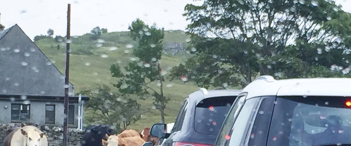 A rural road with a line of cows walking alongside parked cars.