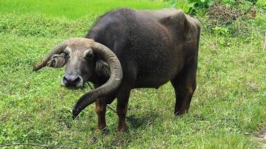 This water buffalo is owned by a farmer. Tough this buffalo is a domestic one it is too aggressive and he has much longer horns.
Water buffaloes are highly used in agricultural activities in Sri Lanka. Farmers treat them as their own children. Most of them never eat beef.