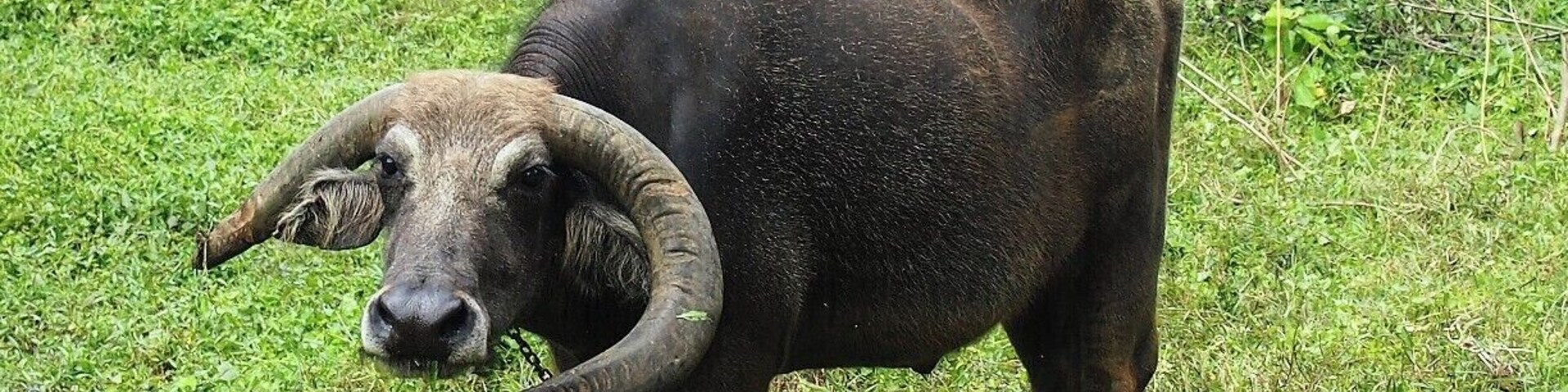 This water buffalo is owned by a farmer. Tough this buffalo is a domestic one it is too aggressive and he has much longer horns. 
Water buffaloes are highly used in agricultural activities in Sri Lanka. Farmers treat them as their own children. Most of them never eat beef.