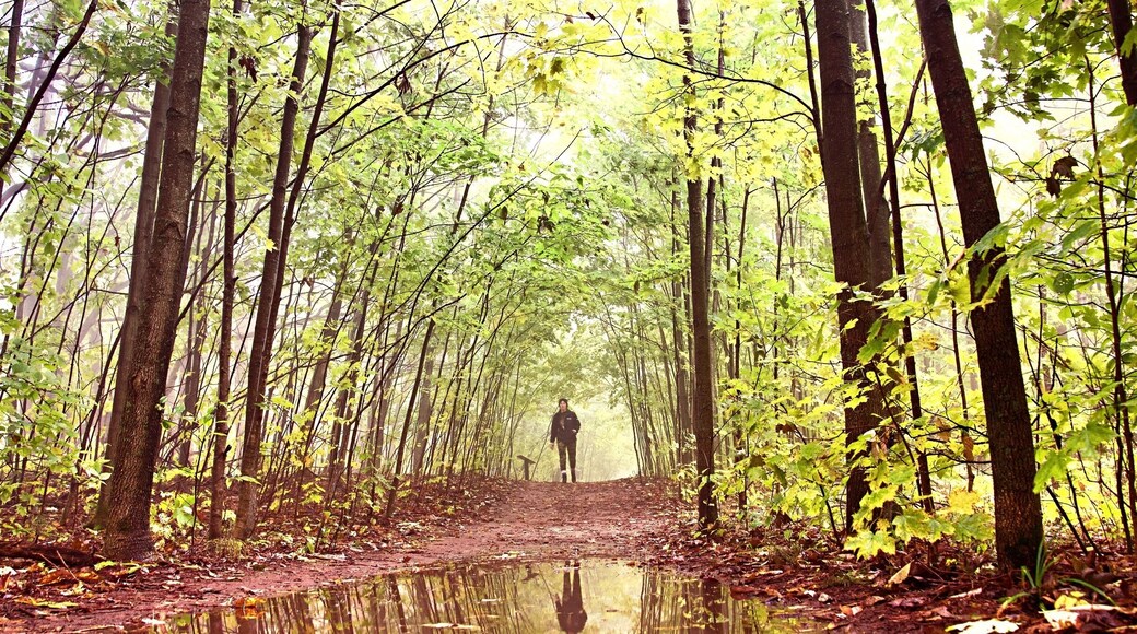 UNESCO World Biosphere Reserve: Niagara Escarpment
Popular Fall hiking at Bruce Trail along unique Niagara Escarpment, the section of Mono Cliff Provincial Park, Ontario, Canada.
#Canada #Ontario #reflection #fall #NiagaraEscarpment #autumn #MonoCliff #GreatOutdoors #hiking #BruceTrail