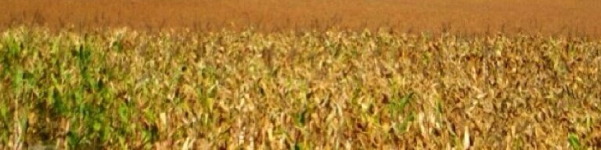 Some sights seen hiking along the Bruce Trail. The trail follows the edge of the Niagara Escarpment, one of the thirteen UNESCO World Biosphere Reserves in Canada, for almost 900 km (560 mi). The land the trail traverses is owned by the Government of Ontario, private landowners and the Bruce Trail Conservancy (BTC).
The name of the trail is linked to the Bruce Peninsula and Bruce County which the trail runs through. The trail is named after Bruce County which was named after James Bruce, 8th Earl of Elgin who was Governor General of the Province of Canada from 1847 to 1854.