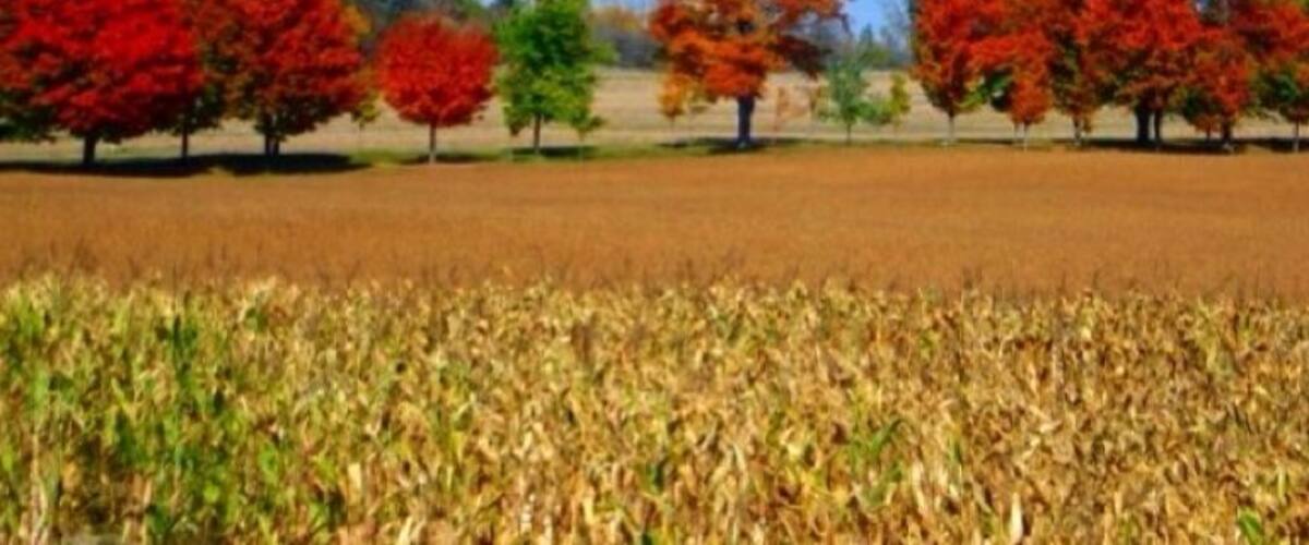 A field of corn with trees in autumn colors.