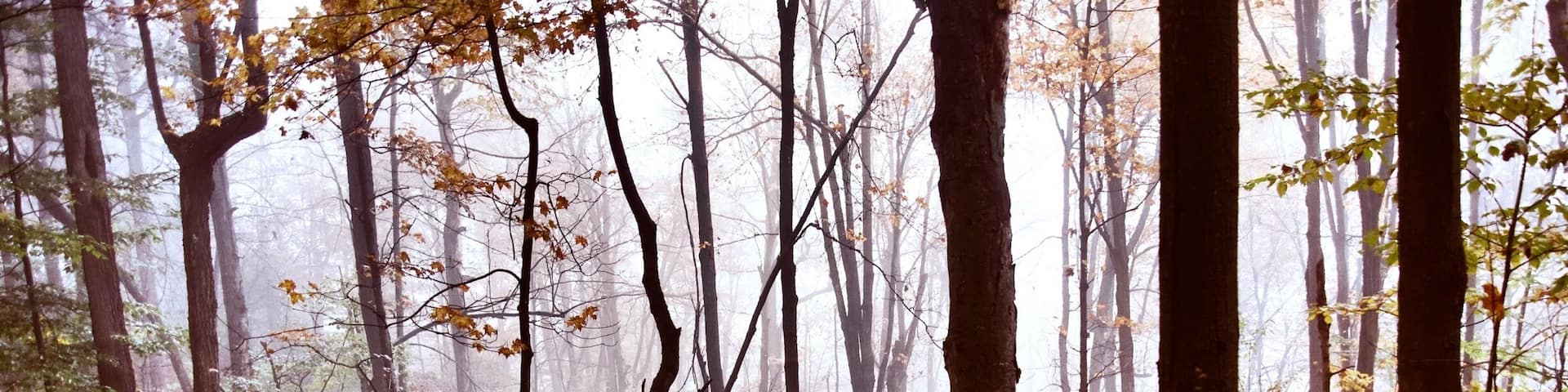 A forest with a leaf-covered path.
