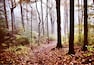 A forest with a leaf-covered path.