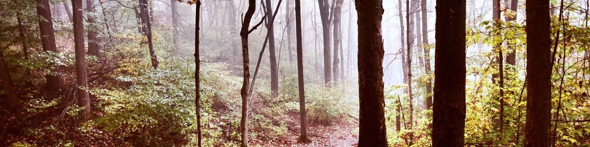 Un bosque con un sendero cubierto de hojas.
