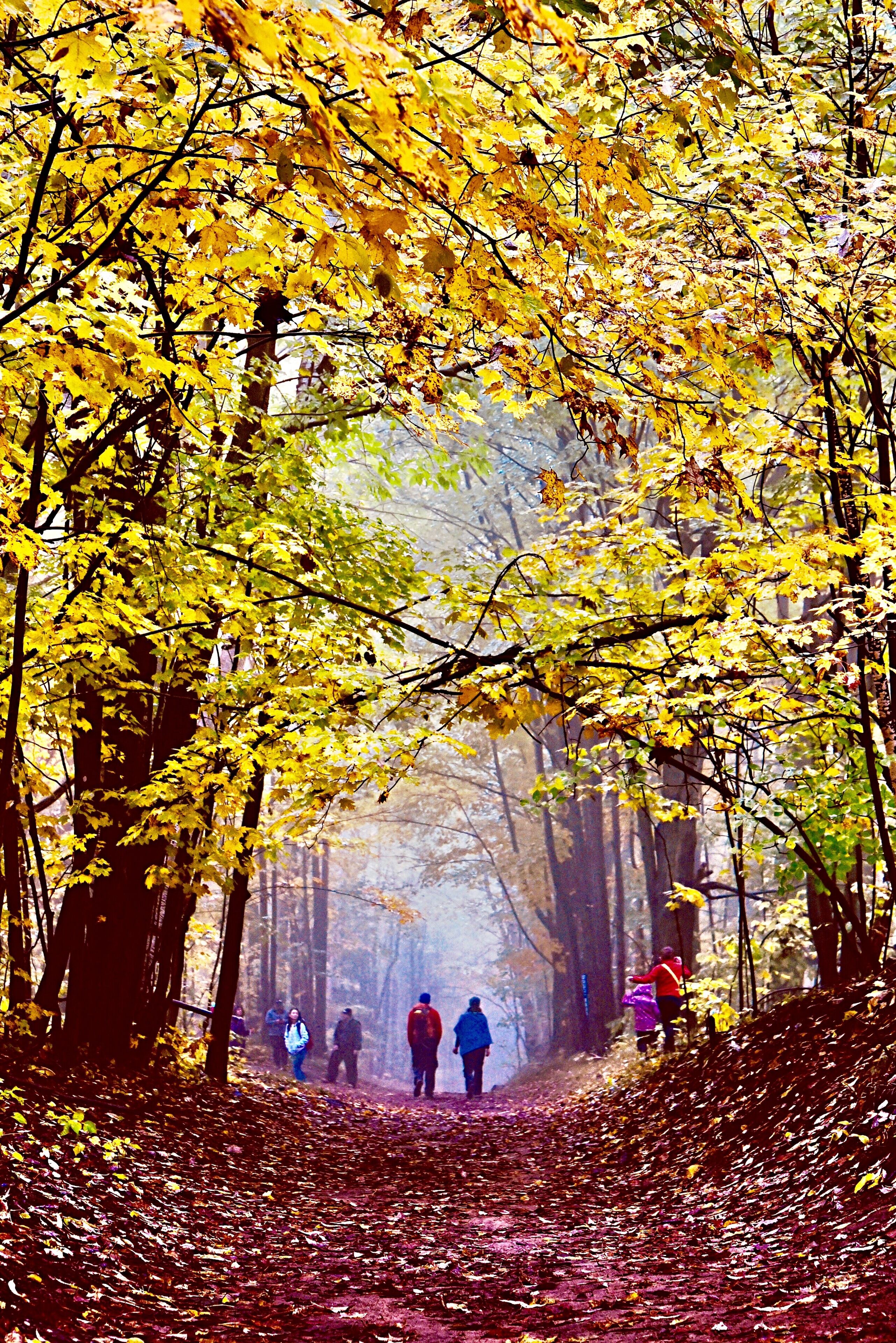 UNESCO World Biosphere Reserve: Niagara Escarpment
Fall family hiking at Bruce Trail along unique Niagara Escarpment, the section of Mono Cliff Provincial Park, Ontario, Canada.
#Canada #Ontario #fall #NiagaraEscarpment #autumn #MonoCliff #GreatOutdoors #forest #hiking
