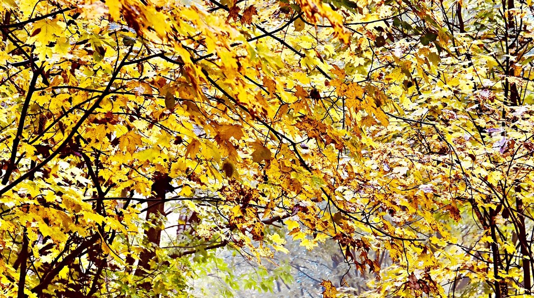 UNESCO World Biosphere Reserve: Niagara Escarpment
Fall family hiking at Bruce Trail along unique Niagara Escarpment, the section of Mono Cliff Provincial Park, Ontario, Canada.
#Canada #Ontario #fall #NiagaraEscarpment #autumn #MonoCliff #GreatOutdoors #forest #hiking