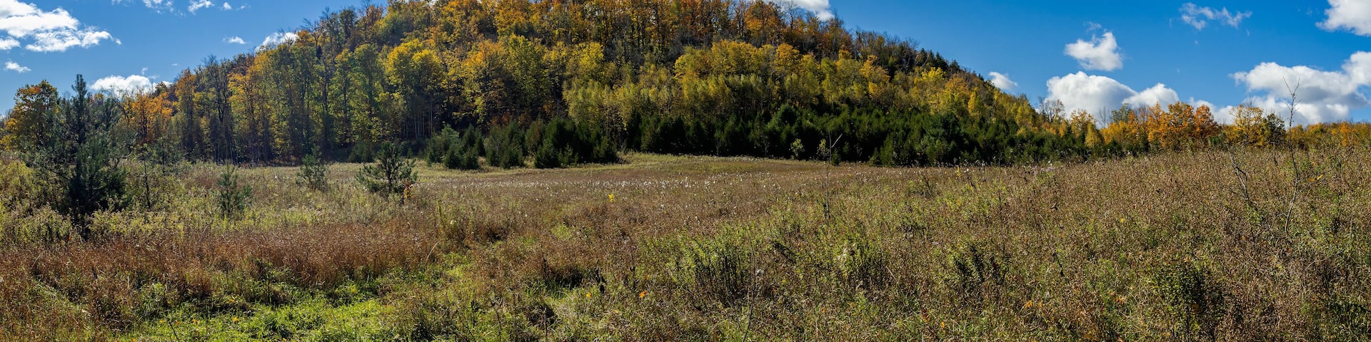 Fall Colors of Mono Cliffs Provincial Park in Ontario showing Autumn forest with yellow green foliage on the trees and brown on the pathway