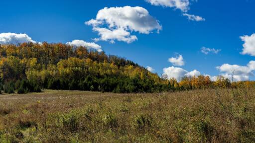 Fall Colors of Mono Cliffs Provincial Park in Ontario showing Autumn forest with yellow green foliage on the trees and brown on the pathway