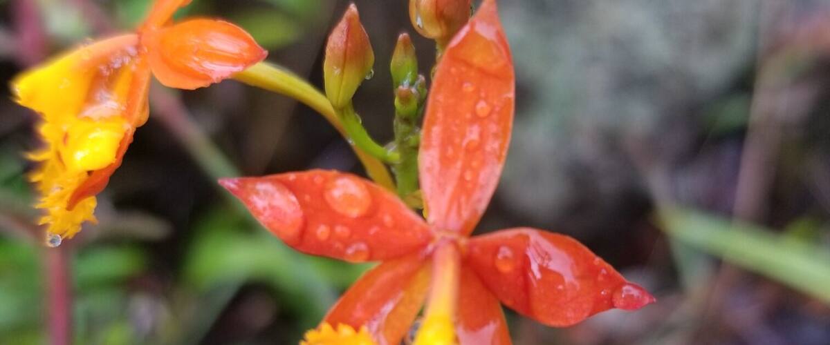 A close-up of a flower with orange petals and yellow center, surrounded by green foliage.