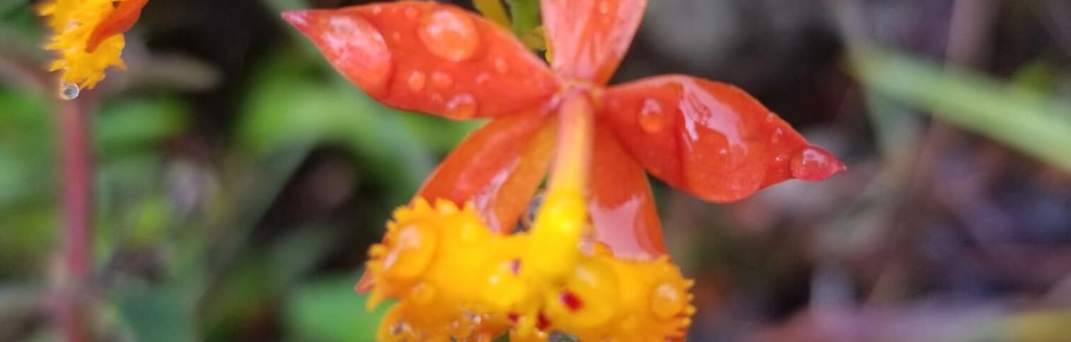 A close-up of a flower with orange petals and yellow center, surrounded by green foliage.
