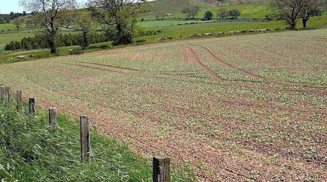 Field near Crawley Farm Above Powburn.