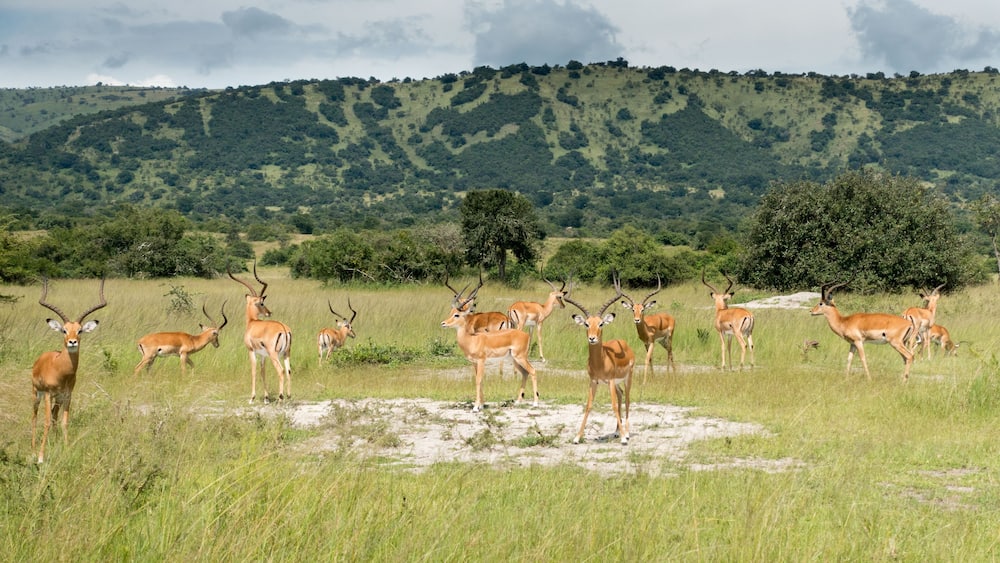 Impalas (antelope) in the Akagera National Park, Rwanda, Africa