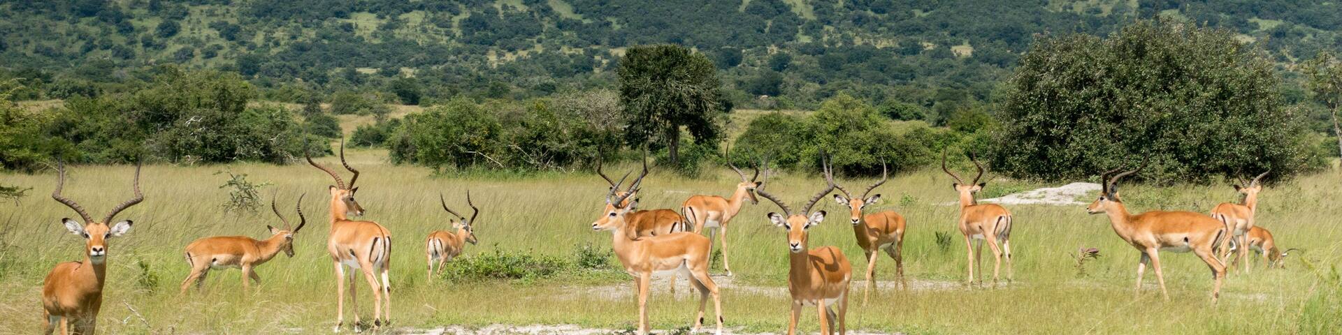 Impalas (antelope) in the Akagera National Park, Rwanda, Africa