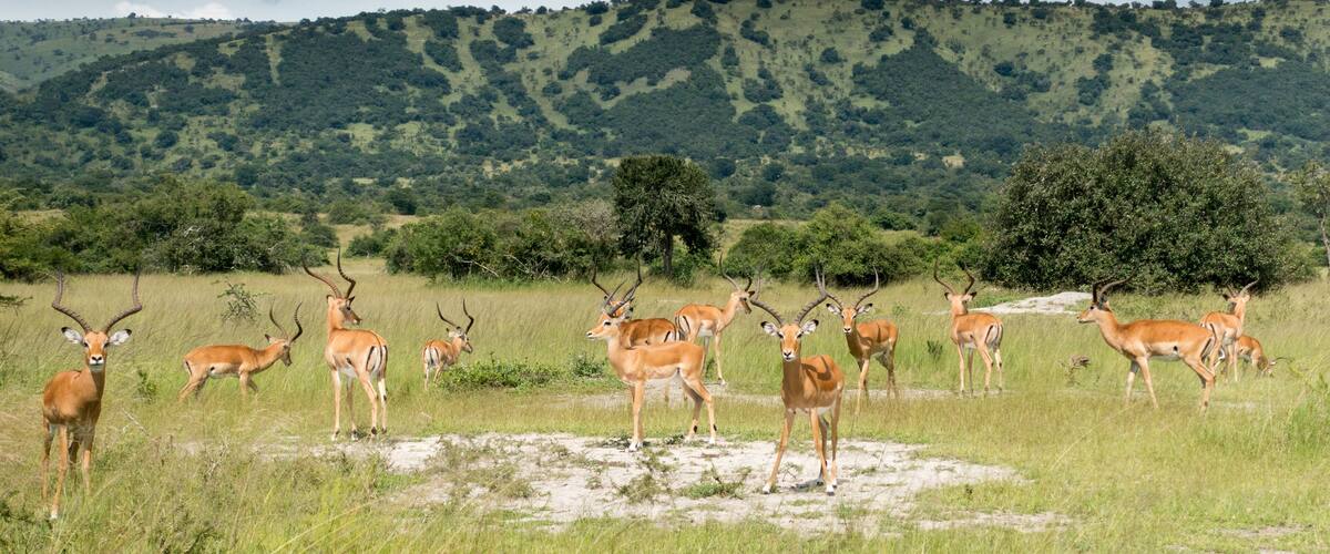A herd of antelopes in a grassy field with a hilly landscape in the background.
