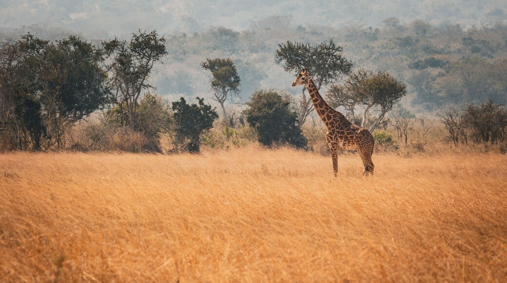 Giraffe roaming freely in Akagera National Park, Rwanda, under a clear sky on a sunny day