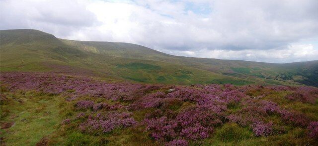 A hilly landscape with purple heather and green hills.