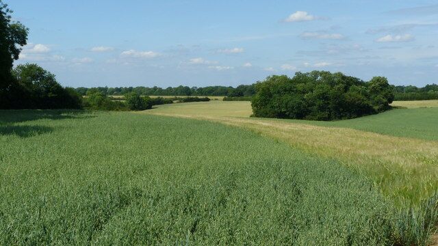 View Towards Furzefield Wood Furzefield Wood is to the left and centre of the photograph. The copse to the right of photograph is not named on the map.