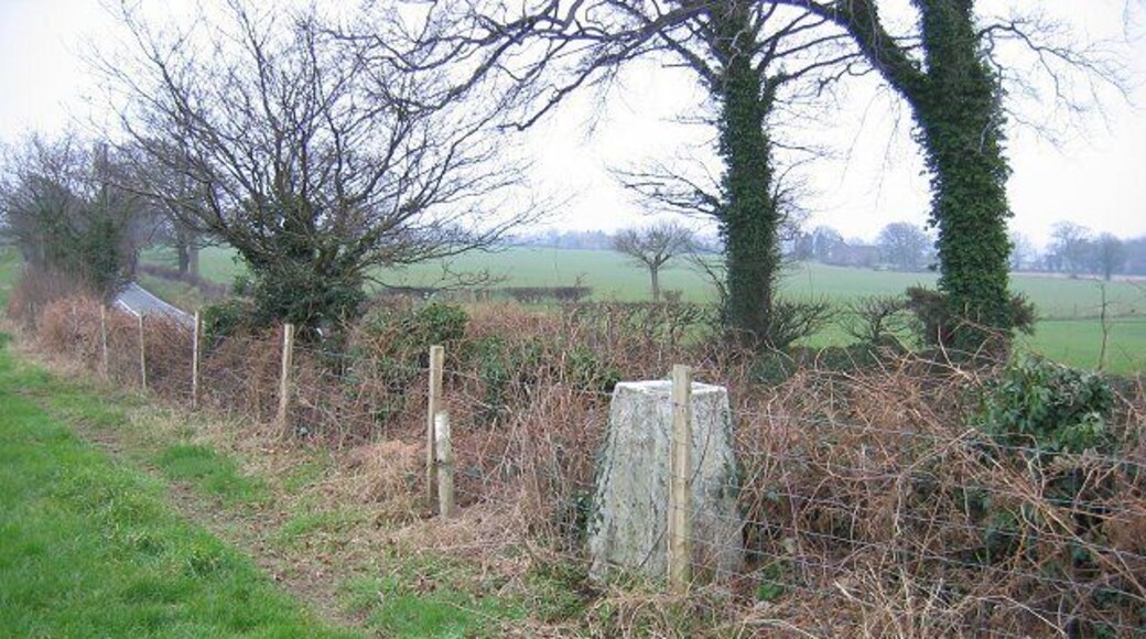 High Whitley Hedgerow with triangulation pillar above the A559. There was an oak tree in the hedge but it had been recently removed.