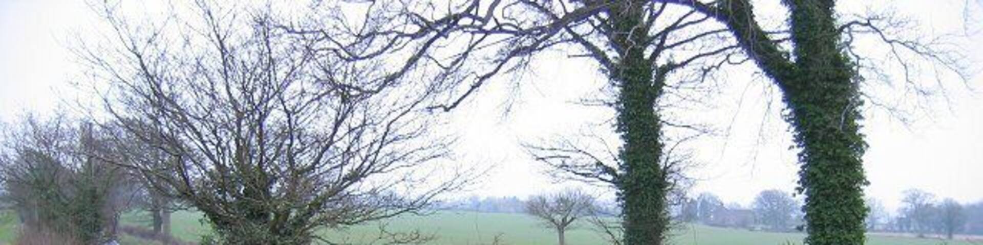 High Whitley Hedgerow with triangulation pillar above the A559. There was an oak tree in the hedge but it had been recently removed.