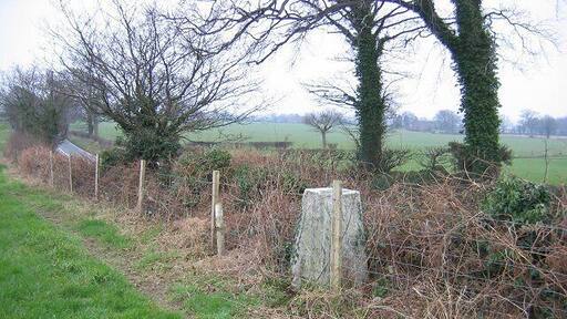 High Whitley Hedgerow with triangulation pillar above the A559. There was an oak tree in the hedge but it had been recently removed.