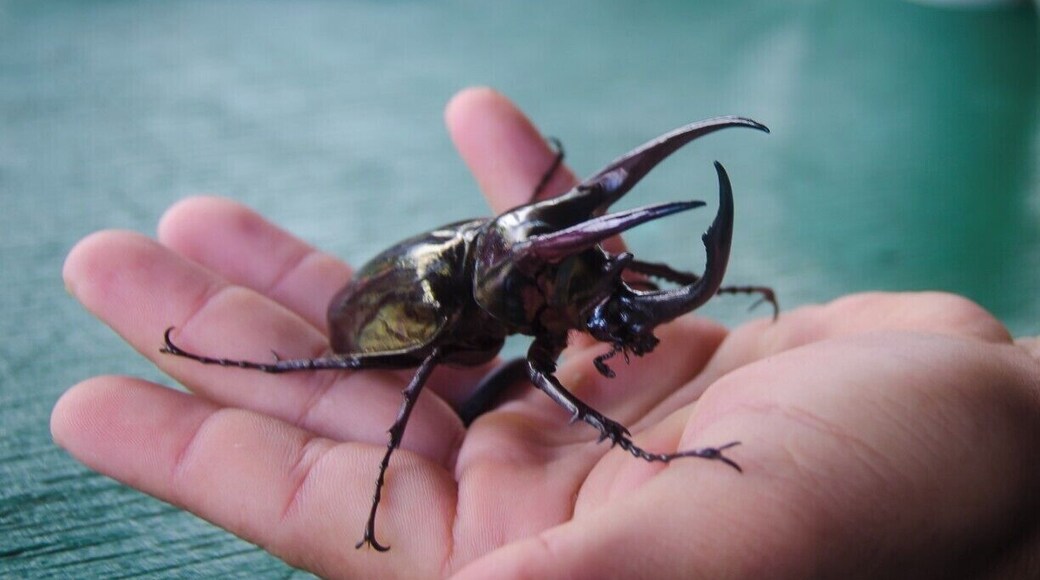 Visiting the Danum Valley was one of the highlights of our time in Borneo.
Getting reservations to stay at the research center is not easy, but worth the trouble. Check with Sticky Rice Travel in KK.