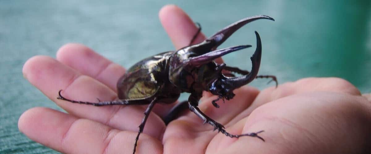 A large beetle with prominent horns on a person's palm.