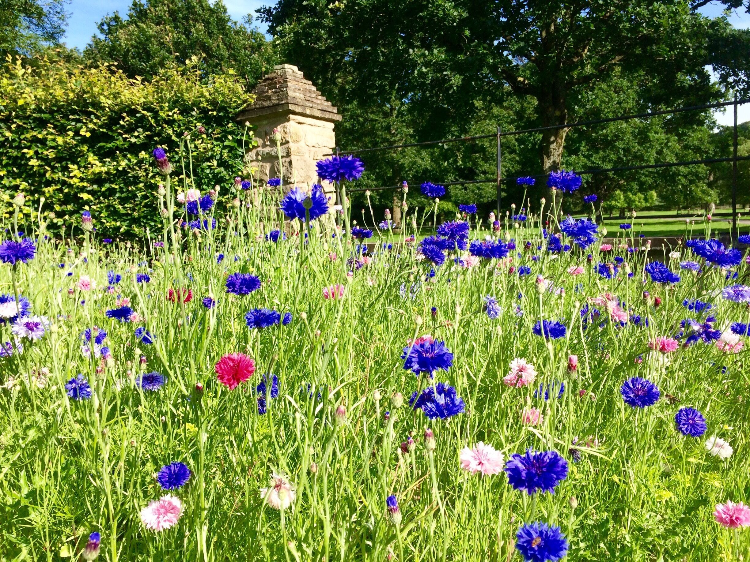 Wildflowers in the verge