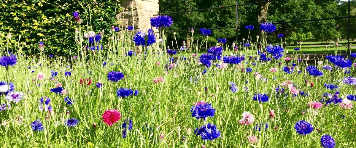 Wildflowers in the verge