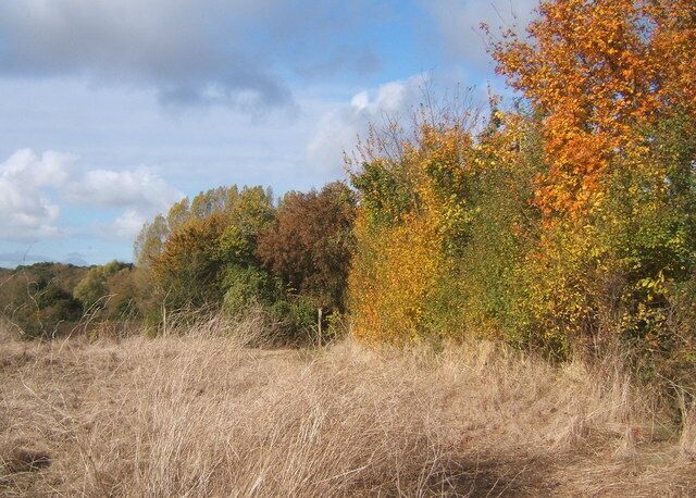 Field edge by footpath from Low Lane