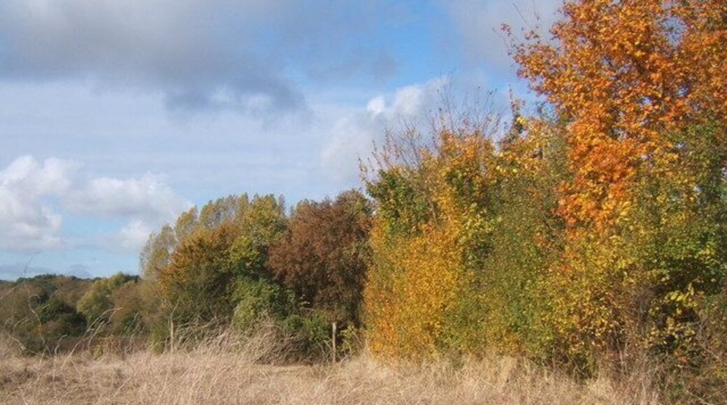Field edge by footpath from Low Lane