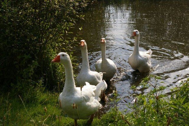 Boo, hiss! A family of geese live in this pond, and they're not at all shy about coming out to say hello.