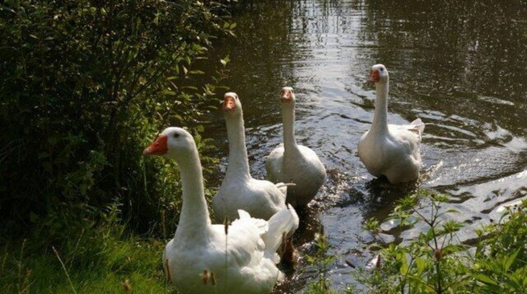Boo, hiss! A family of geese live in this pond, and they're not at all shy about coming out to say hello.