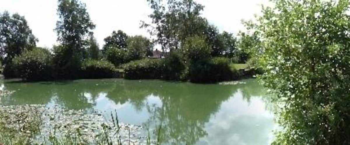 A calm pond surrounded by lush greenery and trees.