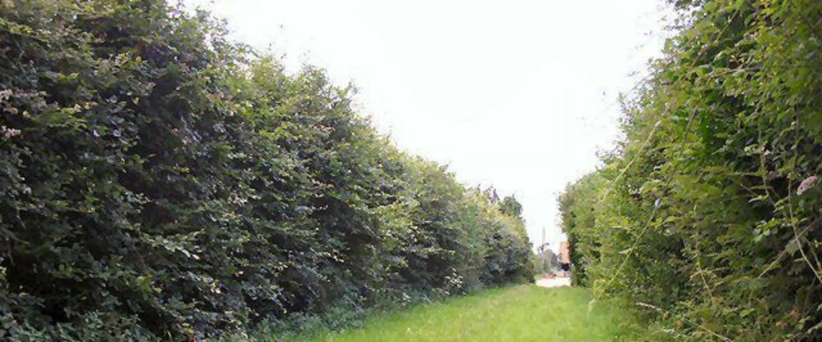 A narrow path flanked by dense hedges.
