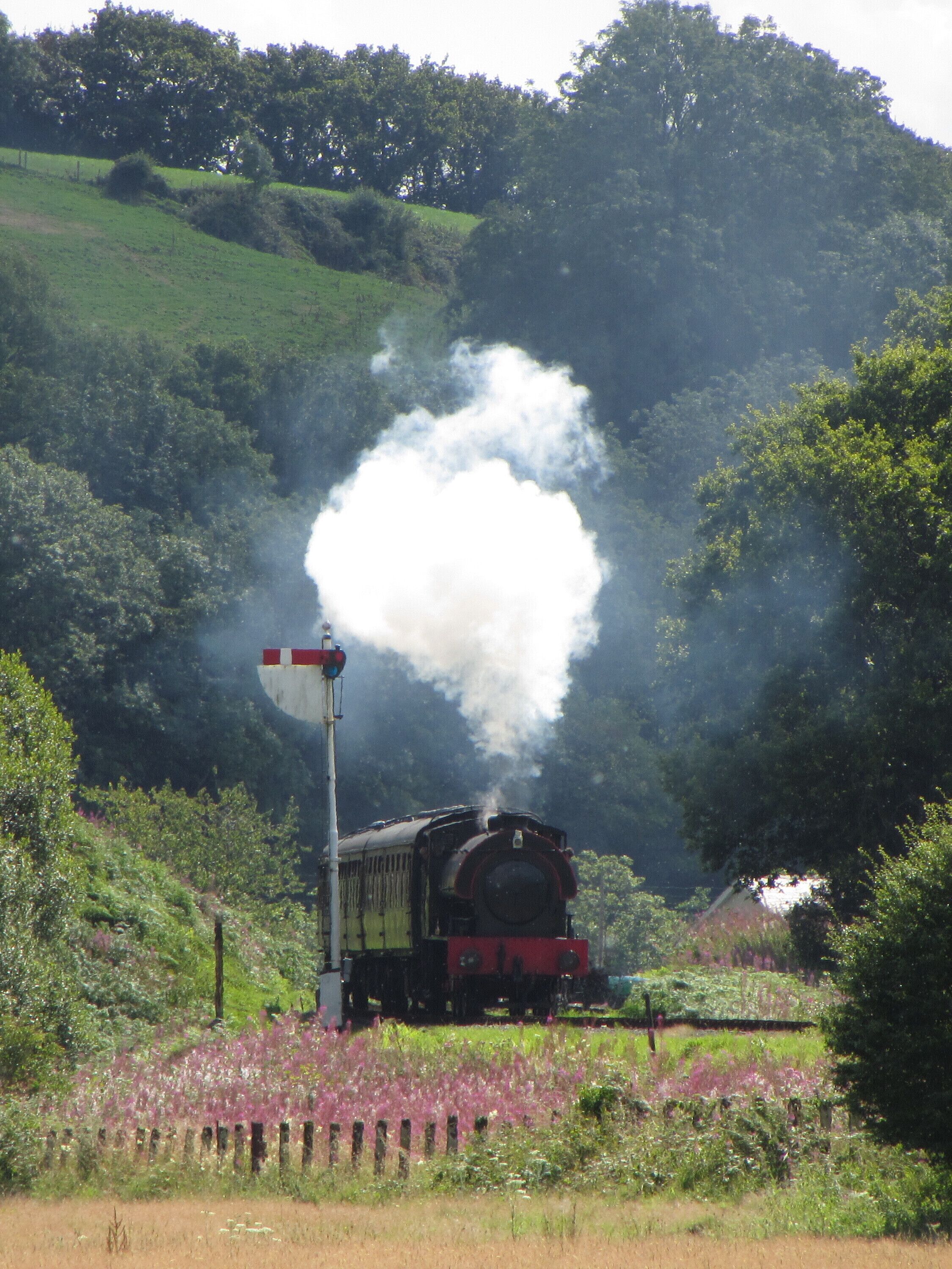 A steam train emitting smoke, passing through a rural landscape with green hills and flowering fields.