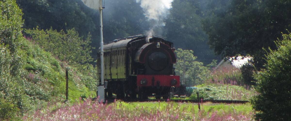 A steam train emitting smoke, passing through a rural landscape with green hills and flowering fields.