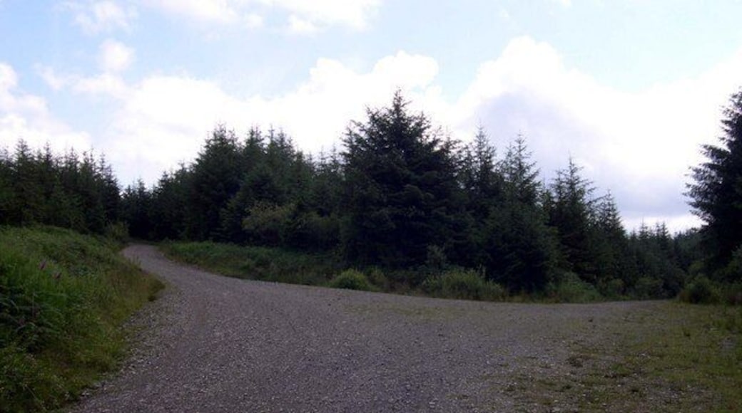 Junction in Brechfa Forest