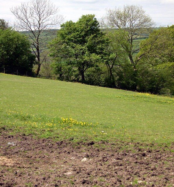 Um campo gramado com flores amarelas espalhadas e árvores ao fundo.