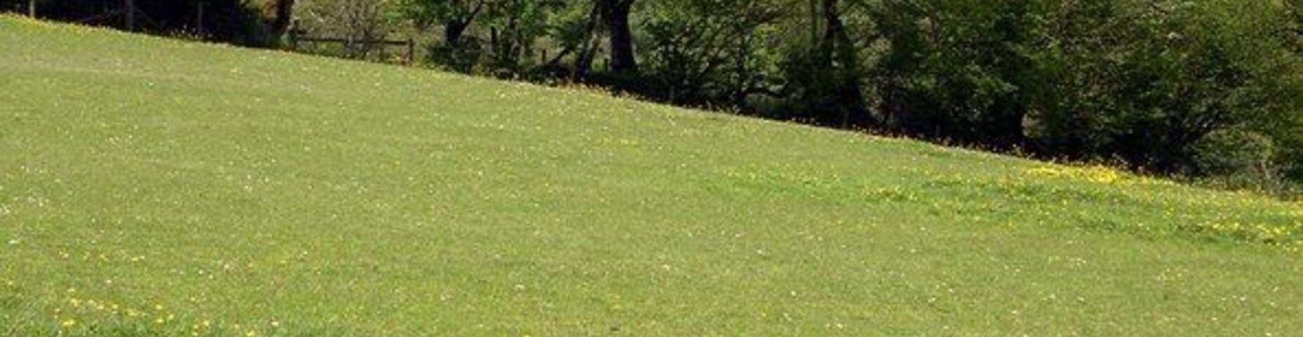 Um campo gramado com flores amarelas espalhadas e árvores ao fundo.