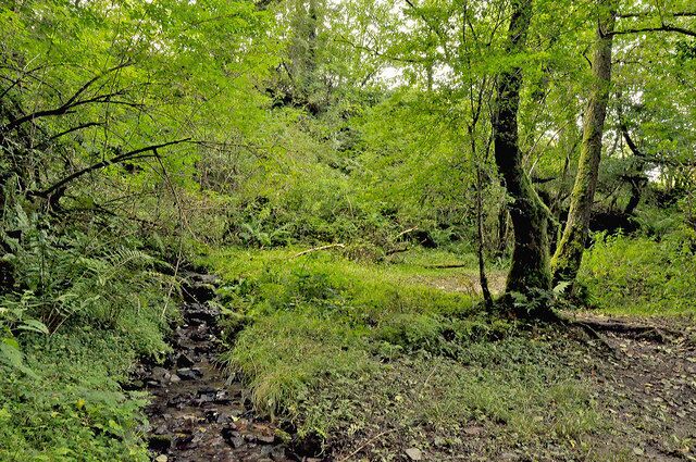 Glade and rocky stream - Gelli Aur Country Park