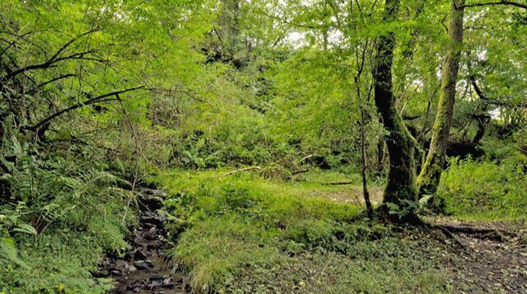 Glade and rocky stream - Gelli Aur Country Park