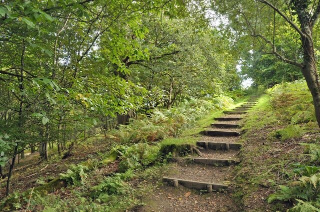 Woodland steps - Gelli Aur Country Park