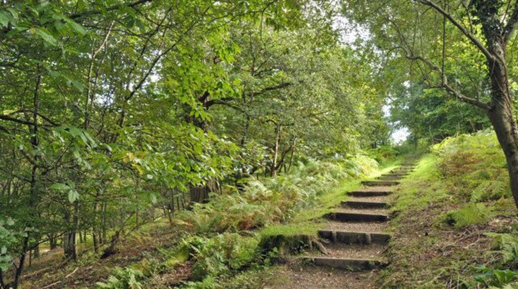 Woodland steps - Gelli Aur Country Park