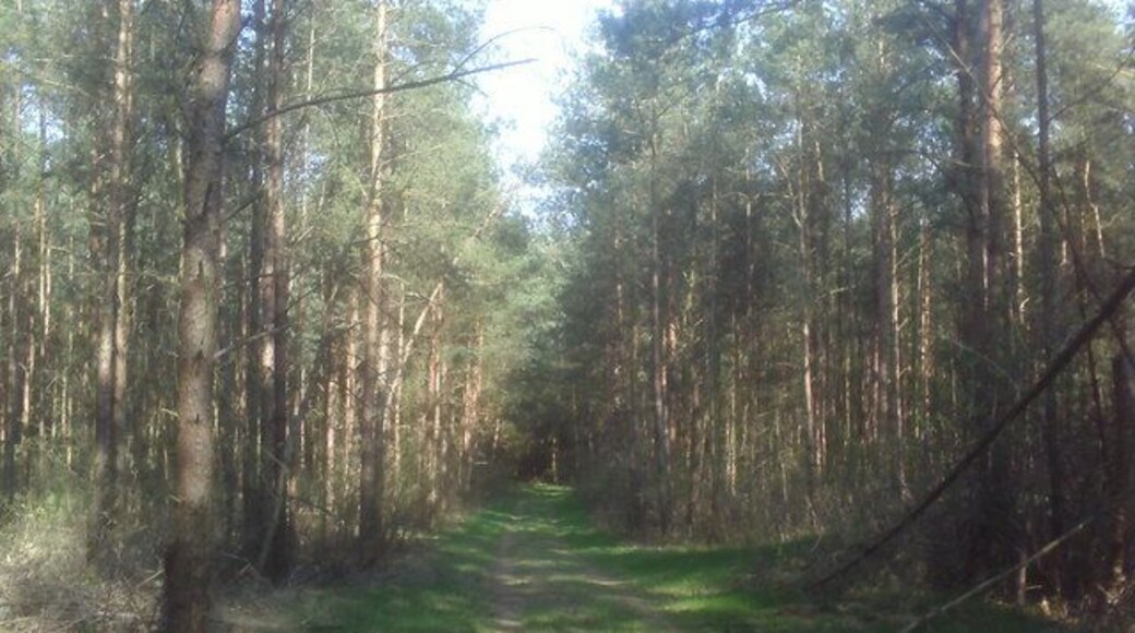 Kirchlinteln: Wald
