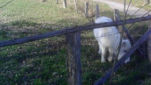 Kirchlinteln: Ponyweide